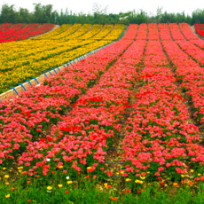 花卉種植的藝術(shù)與實踐 河南俊山園林景觀建設(shè)的專業(yè)視角