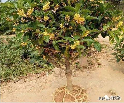 返鄉創業種植項目前景分析 野菜、花卉、花椒、藥材、果樹、蔬菜種植比較